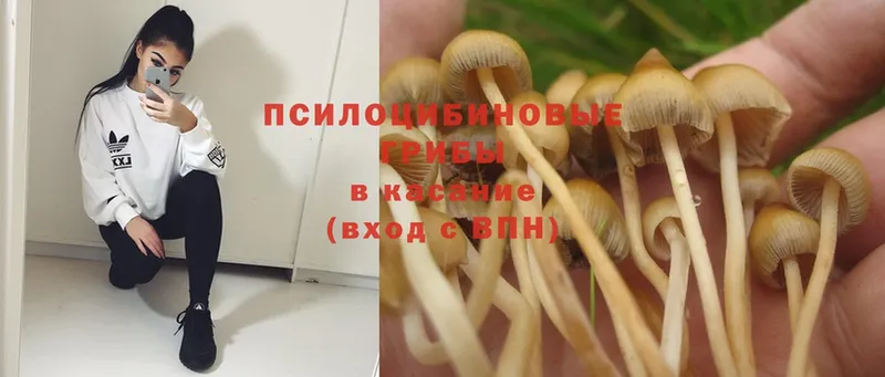 Псилоцибиновые грибы Psilocybine cubensis  Серпухов 